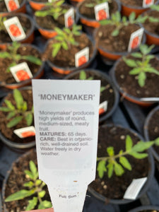 Tomato Plant ‘Money Maker’