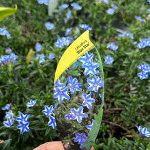 Load image into Gallery viewer, Lithodora Blue Star
