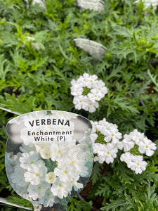 Trailing Verbena ‘White’