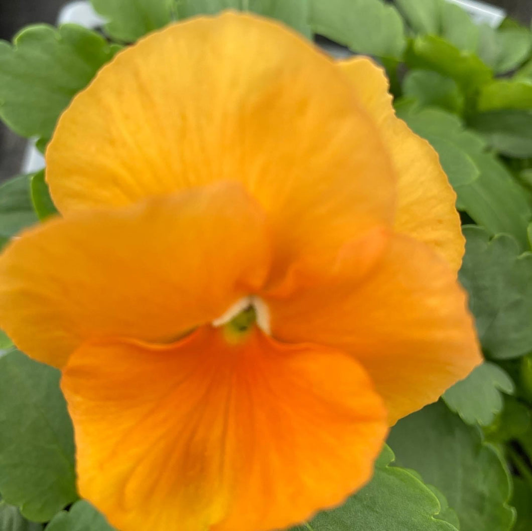 Orange Pansies