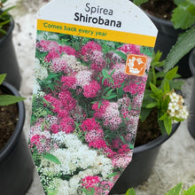 Load image into Gallery viewer, Spirea Shirobana
