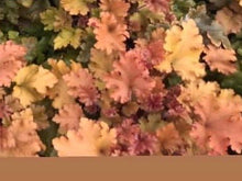Load image into Gallery viewer, Heuchera Marmalade
