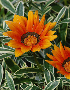 Gazania 'Tiger Eye'