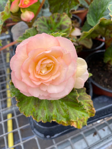 Non Stop Begonia Peach Shades