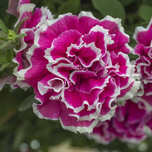 Tumbelina - Double Trailing Petunia ‘Anna’