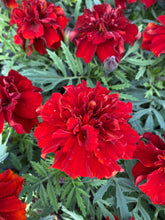 Load image into Gallery viewer, Fireball French Marigold
