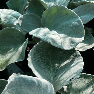 Senecio Angel Wings