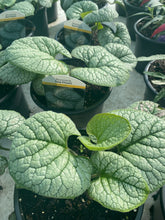 Load image into Gallery viewer, Brunnera Sea Heart
