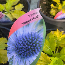 Load image into Gallery viewer, Eryngium “Neptune’s Gold”
