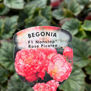 Begonia double Rose Picotee