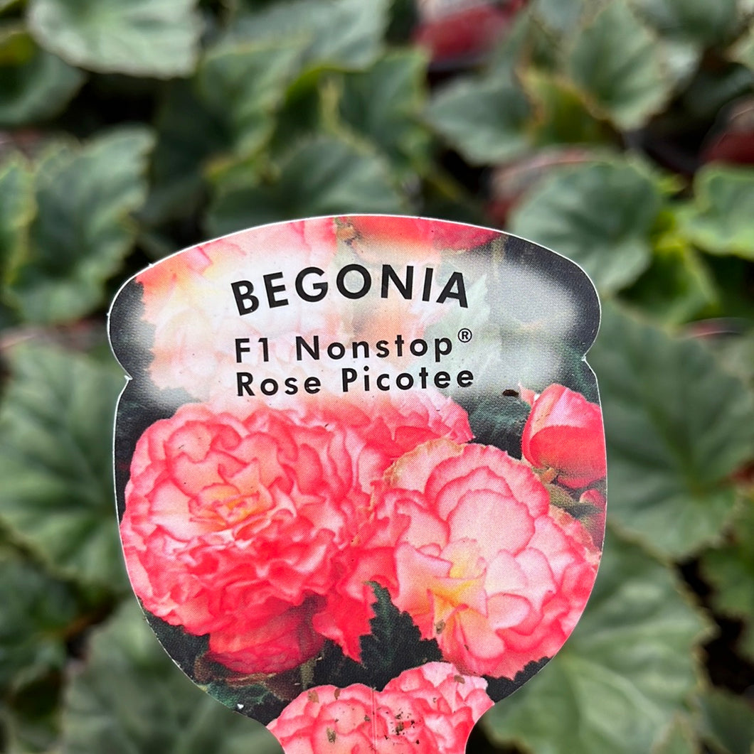 Begonia double Rose Picotee