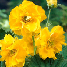 Load image into Gallery viewer, Geum Lady Stratheden
