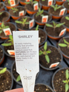 Tomato Plant ‘Shirley’