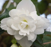 Load image into Gallery viewer, White Trailing Begonia - POT
