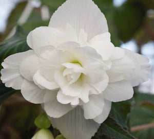 White Trailing Begonia - POT