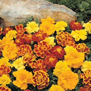 Durango Mix French Marigold