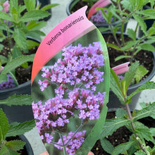 Load image into Gallery viewer, Verbena Bonariensis
