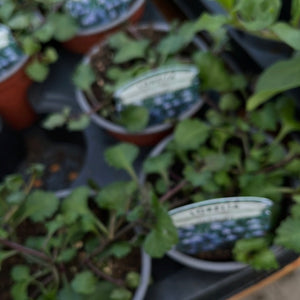 Trailing Lobelia Richardii