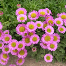 Load image into Gallery viewer, Erigeron sea breeze
