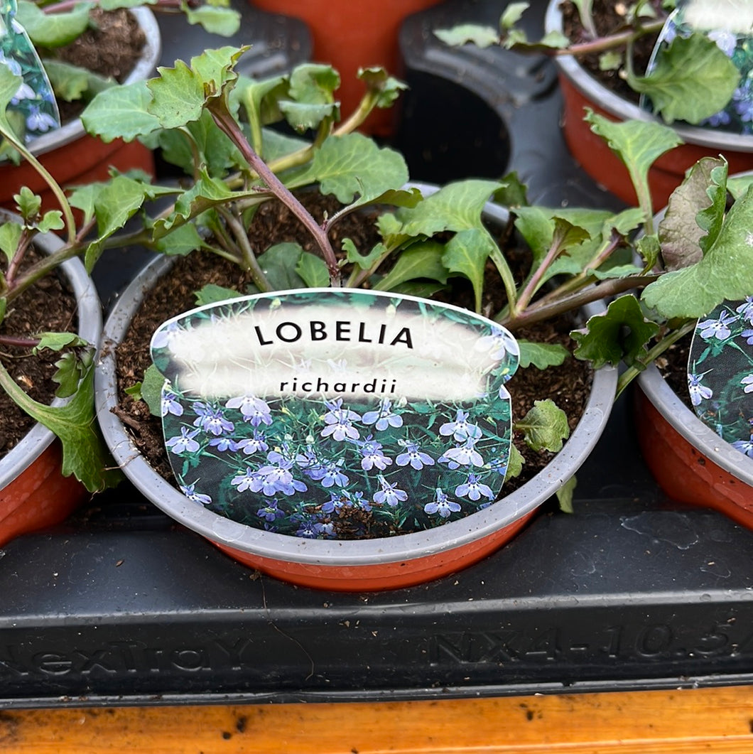 Trailing Lobelia Richardii