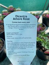 Load image into Gallery viewer, Dicentra Amore Rose
