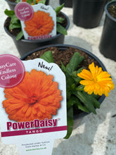 Load image into Gallery viewer, Calendula Power Daisy Tango
