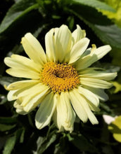 Load image into Gallery viewer, Leucanthemum Banana Cream
