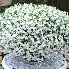 Upright Lobelia ‘Riviera White’