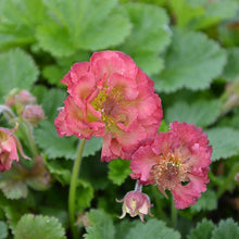 Load image into Gallery viewer, Geum &#39;Pink Petticoats&#39;
