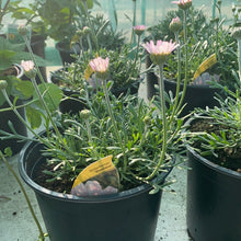 Load image into Gallery viewer, Rhodanthemum “Moondance”
