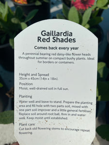 Gaillardia Arizona Red Shades
