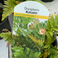 Load image into Gallery viewer, Dryopteris “Autumn” Fern

