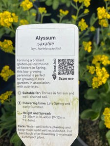 Alyssum Saxatile/Aurinia