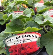 Load image into Gallery viewer, Ivy Trailing Geranium ‘Dark Red’
