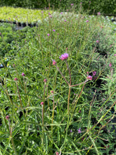 Load image into Gallery viewer, Verbena Bonariensis
