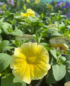 Trailing Petunia Bees Knees
