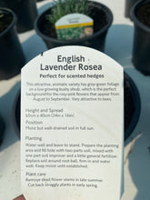 Load image into Gallery viewer, Lavender Rosea
