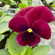 Load image into Gallery viewer, Pink shades Pansies
