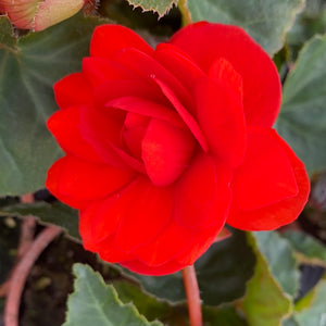 Orange Trailing Begonia - POT