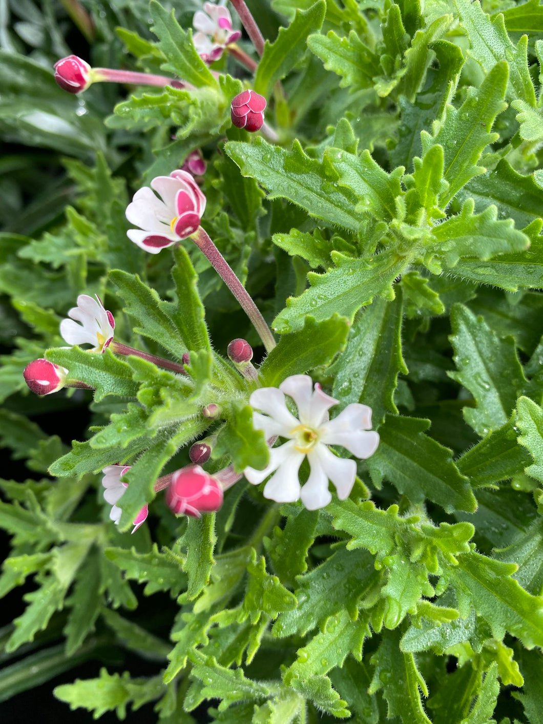 Zaluzianskya ‘Star Balsam’