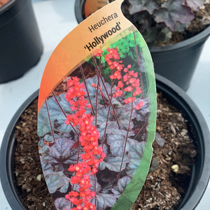 Heuchera Hollywood