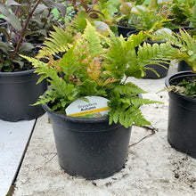 Load image into Gallery viewer, Dryopteris “Autumn” Fern
