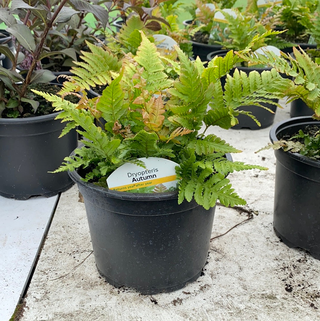 Dryopteris “Autumn” Fern