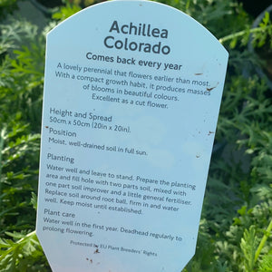 Achillea “Colorado”
