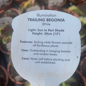White Trailing Begonia - POT