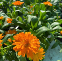 Load image into Gallery viewer, Calendula Power Daisy Tango
