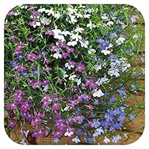 Trailing Lobelia  ‘Mixed’