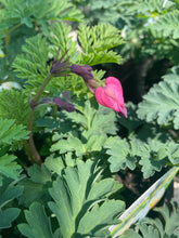Load image into Gallery viewer, Dicentra Amore Rose
