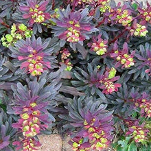 Load image into Gallery viewer, Euphorbia Purpurea
