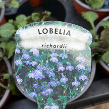Load image into Gallery viewer, Trailing Lobelia Richardii

